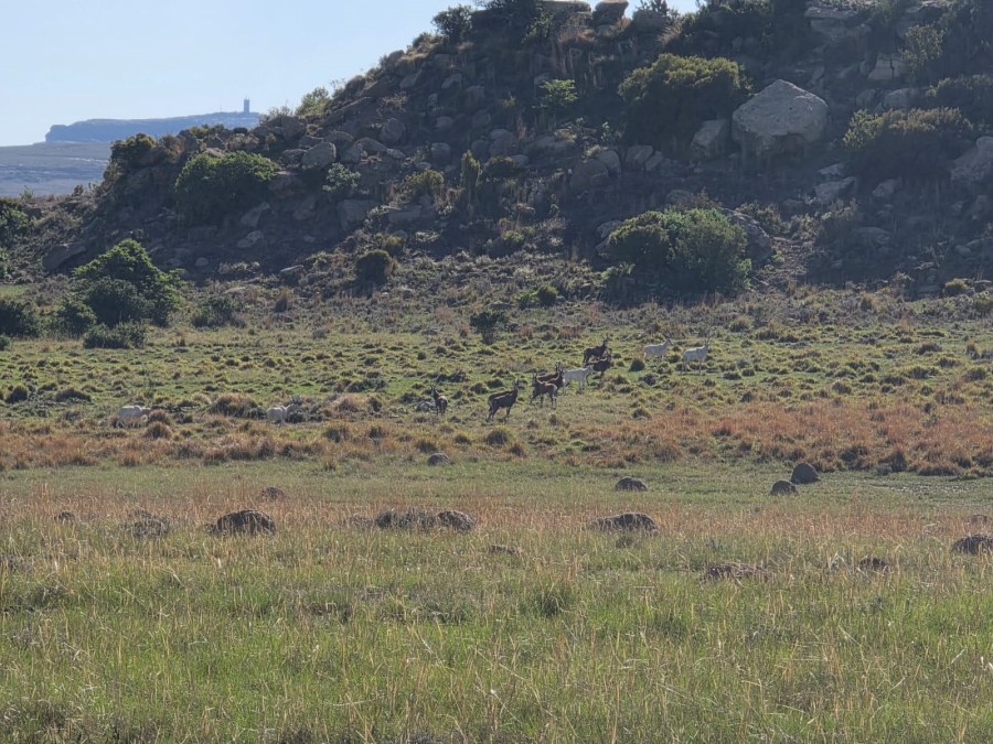 38 Bedroom Property for Sale in Paul Roux Free State